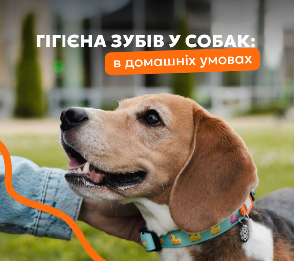Гигиена зубов у собак - как правильно чистить зубы собаке дома и когда пора к ветеринарному стоматологу