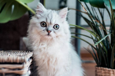 7 правил здоровой кошки