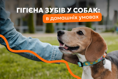 Гігієна зубів у собак – як правильно чистити зуби собаці вдома та коли пора до ветеринарного стоматолога