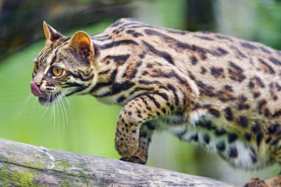 Бенгальские кошки: дикие сердцем или мягкие домашние мурлыки?