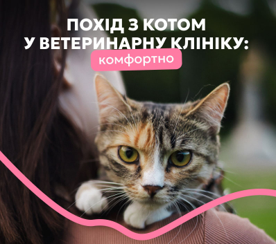 Як підготувати кота до візиту до ветеринара
