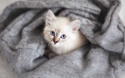 Как ухаживать за котенком