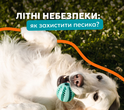 Уход за собакой летом: основные правила