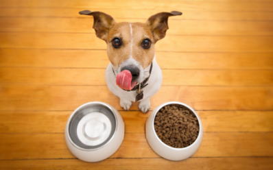 Вялость и снижения аппетита у собак, кошек и других животных - причины и лечение