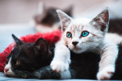 Кошка не ест: что делать?