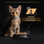 Кипити Kitten Healthy Start Turkey Шматочки в паштеті з індичкою для кошенят