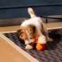 Купить Wicked Ball Rolly (Bright Orange) Умная интерактивная игрушка для собак