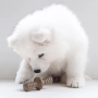 Купить Maplestick/Zaggler Bacon 2-Pack Tiny Puppy Набор из двух жевательных игрушек для щенков