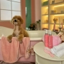 Купить Silky Touch Beauty Кондиционер "Шелковистое прикосновение" для собак и кошек