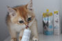Купить Kitten Paste Витаминизированная паста для котят