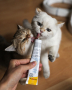 Купить Kitten Paste Витаминизированная паста для котят