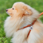 Кипити WAUDOG Soft Шлея з повідцем для собак шкіряна з QR паспортом, коричнева