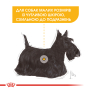 Кипити Dermacomfort Mini Сухий корм для собак малих порід, схильних до шкірних подразнень і свербіння