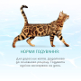 Кипити Beauty Adult Cat Набір консервованого корму для дорослих котів (3+1)