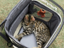 Купить FURRYTAIL PET BACKPACK Рюкзак для кошек