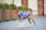 Кипити WAUDOG Clothes Курточка "Рік і Морті 1" для собак