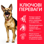 Купить SP Canine Mature Adult Large Breed Chicken Сухой корм с курицей для зрелых собак крупных пород старше 6 лет