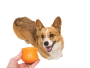 Купить Toppl Dog Toy Игрушка для собак, для лакомства, голубой