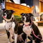 Кипити Smart ID Collar Matrix 2.0 Rose Нашийник для собак