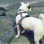 Купить Multi-Function Leash Zebra Поводок для собак
