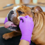 Кипити buldog wipes Серветки для гігієни складочок бульдога