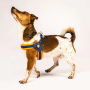 Кипити Q-Fit Harness Matrix Orange Шлея для собак