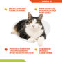 Купить ImmunoDol Cat – пищевая добавка для укрепления иммунитета котят и взрослых кошек