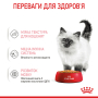 Купить Kitten Jelly - влажный корм в желе для котят на каждый день (до 12 месяцев)