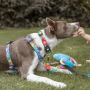 Купить H-Harness Little Monsters Шлея для собак