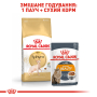 Кипити Sphynx Adult - сухий корм для котів породи сфінкс (від 12 місяців)