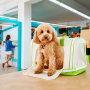 Кипити WAUDOG Relax Eco Сумка-переноска для котів та дрібних порід собак до 8 кг
