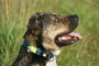 Купить Smart ID Collar Matrix Lime Green Ошейник для собак