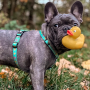 Кипити H-Harness Ducklings Шлея для собак