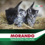Кипити Tradizioni Kitten Сухий корм для кошенят з куркою та лососем