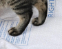 Кипити High Performance Cat Litter Pad ULTRA Змінна підкладка для наповнювача