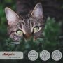 Кипити Miogatto Sensitive Monoprotein Сухий корм для котів, з лососем