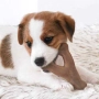 Купить Wishbone Puppy Bacon Жевательная игрушка для щенков