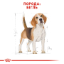 Кипити Beagle Adult - сухий корм для дорослих собак породи Бігль віком від 12 місяців