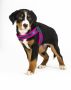 Кипити Q-Fit Harness Matrix Pink Шлея для собак з світловідбивними швами