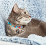 Купить Smart ID Collar Little Monsters Ошейник для кошек