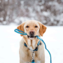 Кипити Multi-Function Leash Matrix Sky Blue Повідець для собак