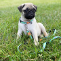 Купить Multi-Function Leash Ducklings Поводок для собак