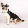 Купить Smart ID Collar Unicorn Ошейник для собак
