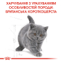 Купить British Shorthair Kitten - сухой корм для котят породы британская короткошерстная (до 12 месяцев)