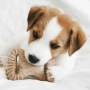 Купить Dental Chew/Wishbone Bacon 2-Pack Tiny Puppy Набор из двух жевательных игрушек для щенков