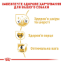 Кипити Golden Retriever Adult - сухий корм для собак породи Голден ретривер (від 15 місяців)
