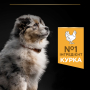 Кипити Puppy Medium Healthy Start Сухий корм з куркою для цуценят середніх порід