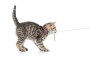 Кипити Smart ID Cat Collar Leopard Pink Нашийник для котів