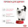 Купить Kitten wet in loaf