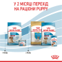 Кипити Medium Starter Mother & Babydog - сухий корм для вагітних собак та цуценят середніх порід (до 2 місяців)